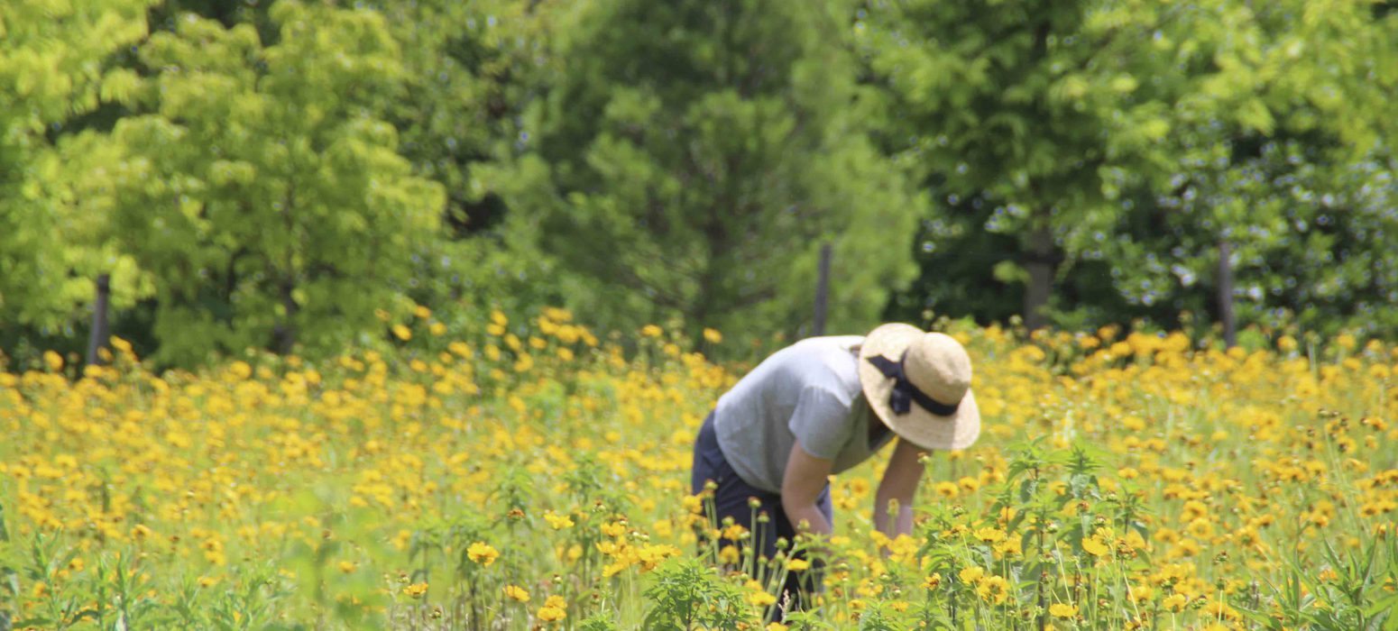 Mahan Rykiel performing meadow research