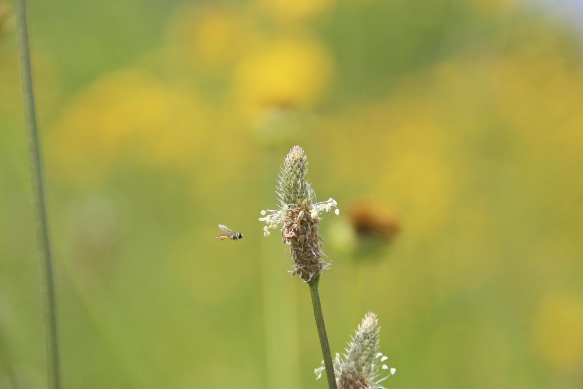 Close up of pollinator 