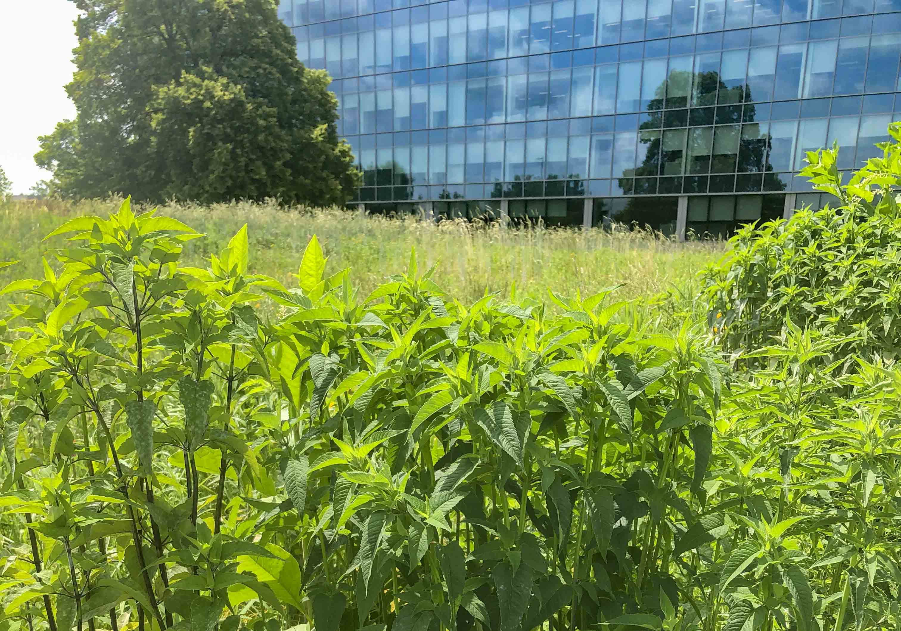Meadow at McCormick Headquarters project by Mahan Rykiel