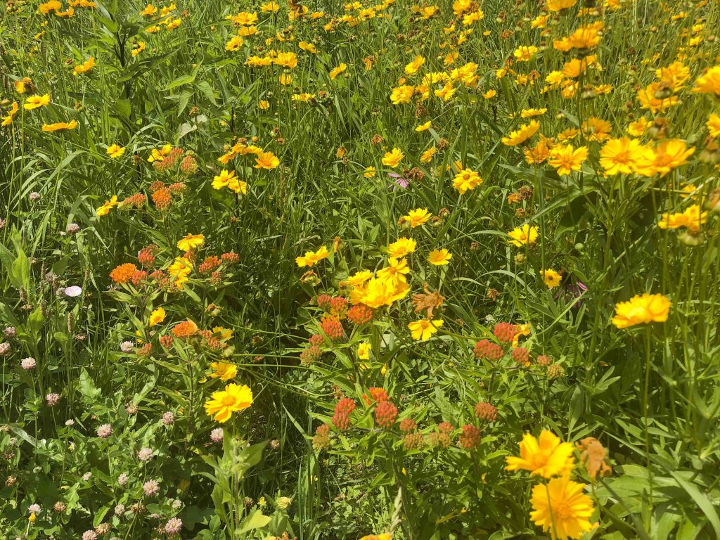 Meadow at Mahan Rykiel Project