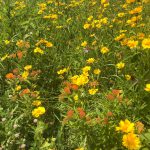 Meadow at Mahan Rykiel Project