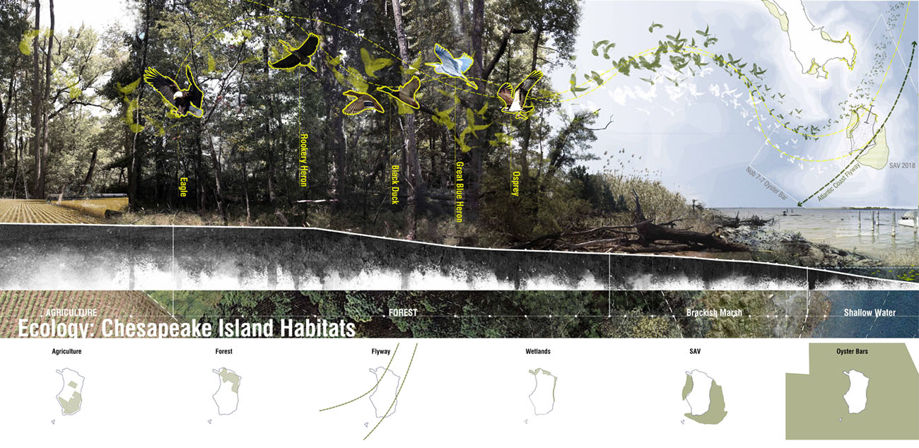 Parsons Island - Ecology