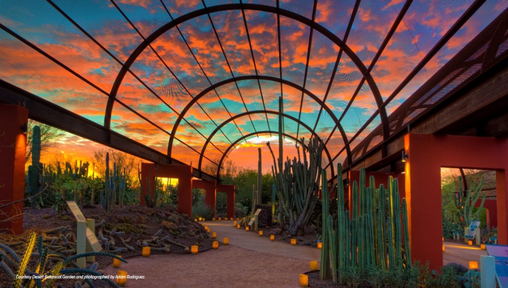 Courtesy Desert Botanical Garden and photographed by Adam Rodriguez.