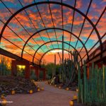 Courtesy Desert Botanical Garden and photographed by Adam Rodriguez.